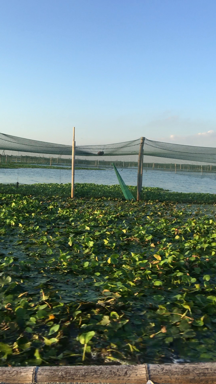 阳澄湖大闸蟹养殖基地!