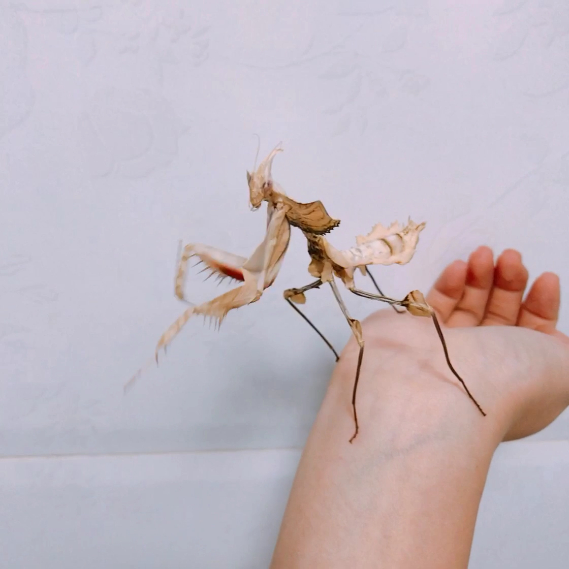 又帅又可爱的宠物～大魔花螳螂