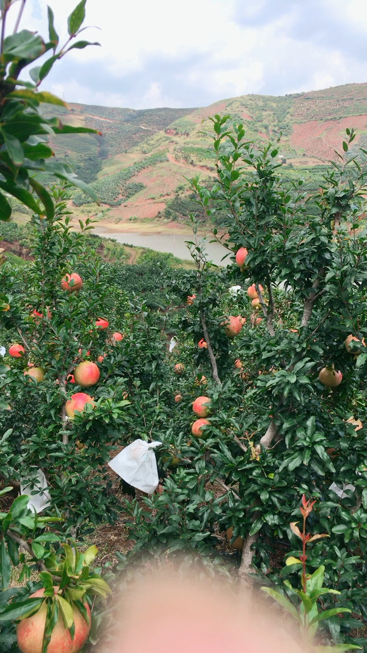 我家的石榴园  会理石榴之乡