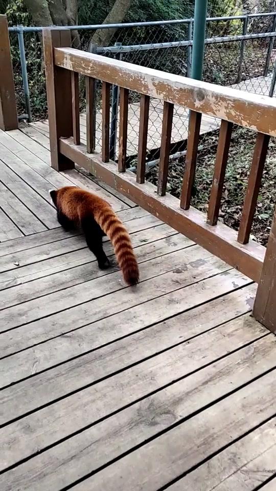 小熊猫呲溜一下就冲出来了