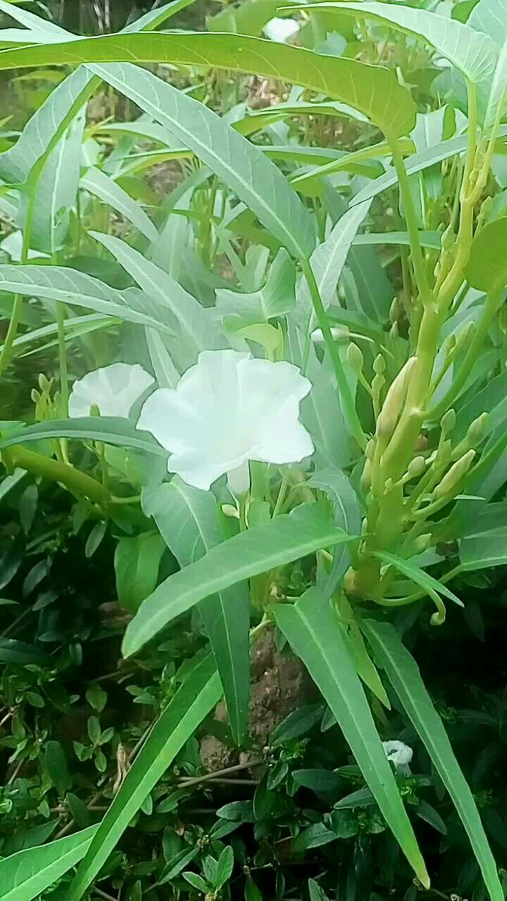 早早来看我们的空心菜,开始开花了