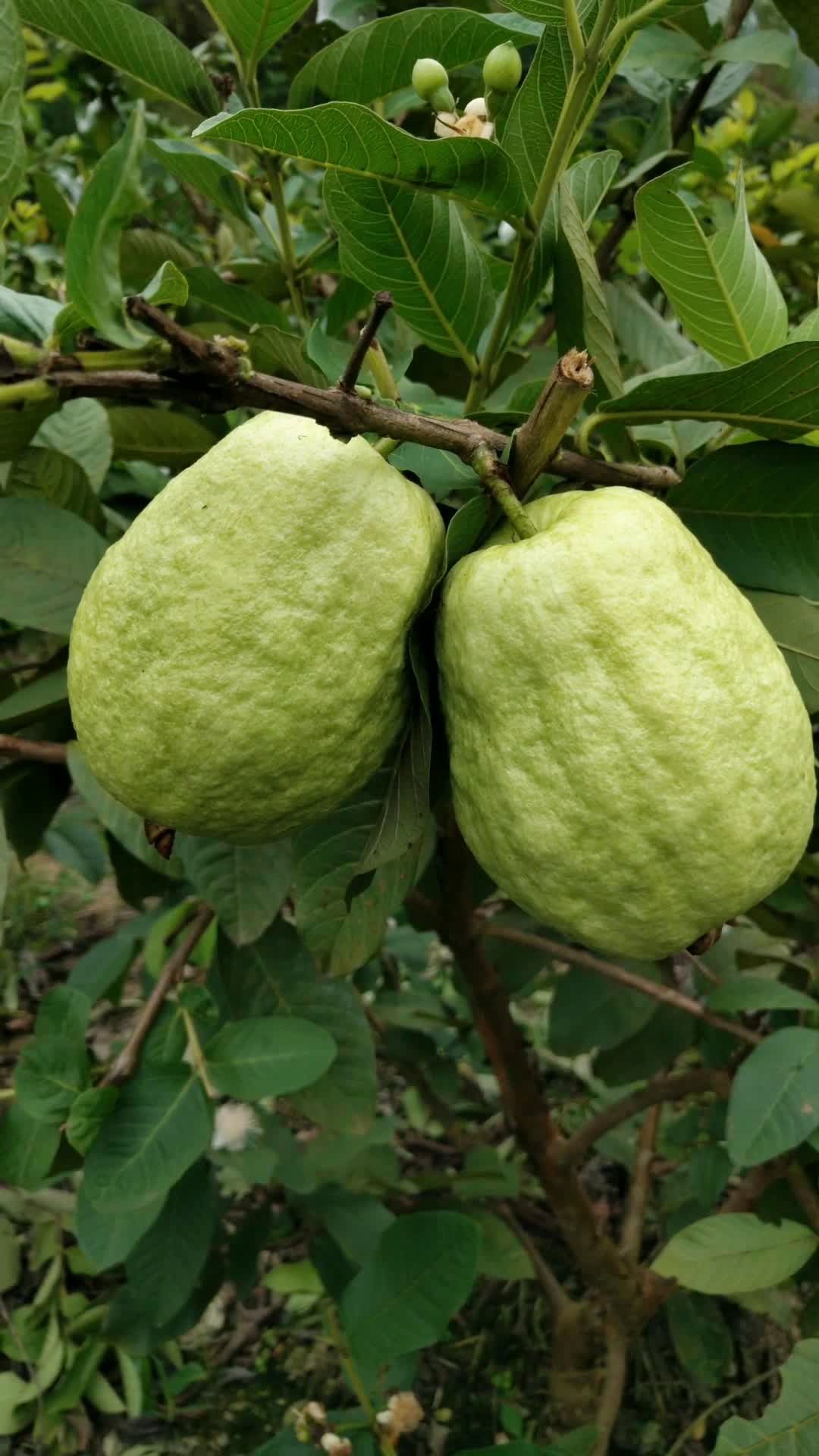 四季珍珠番石榴