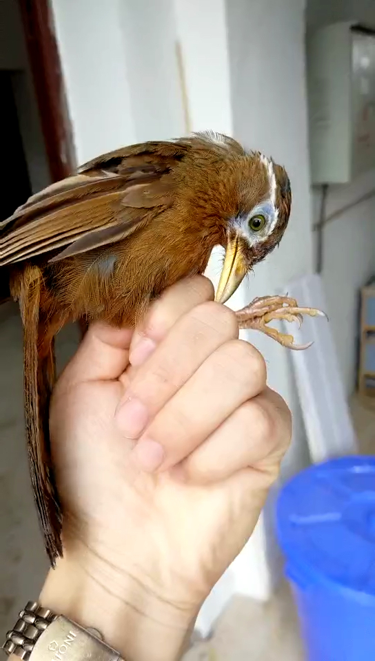 画眉鸟唱鸟  打鸟 专科画眉提性 装壮膘鸟食