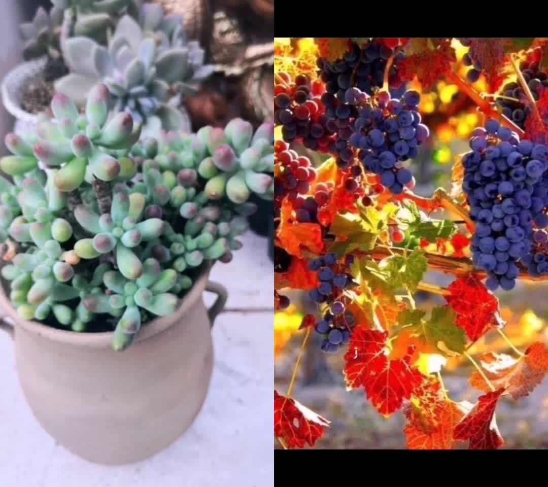 多肉植物 玉葡萄