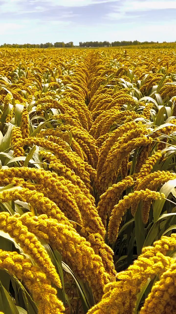 神谷田间表现,积温2400, 生育期110天 春种一粒粟秋收万颗子 农民种地