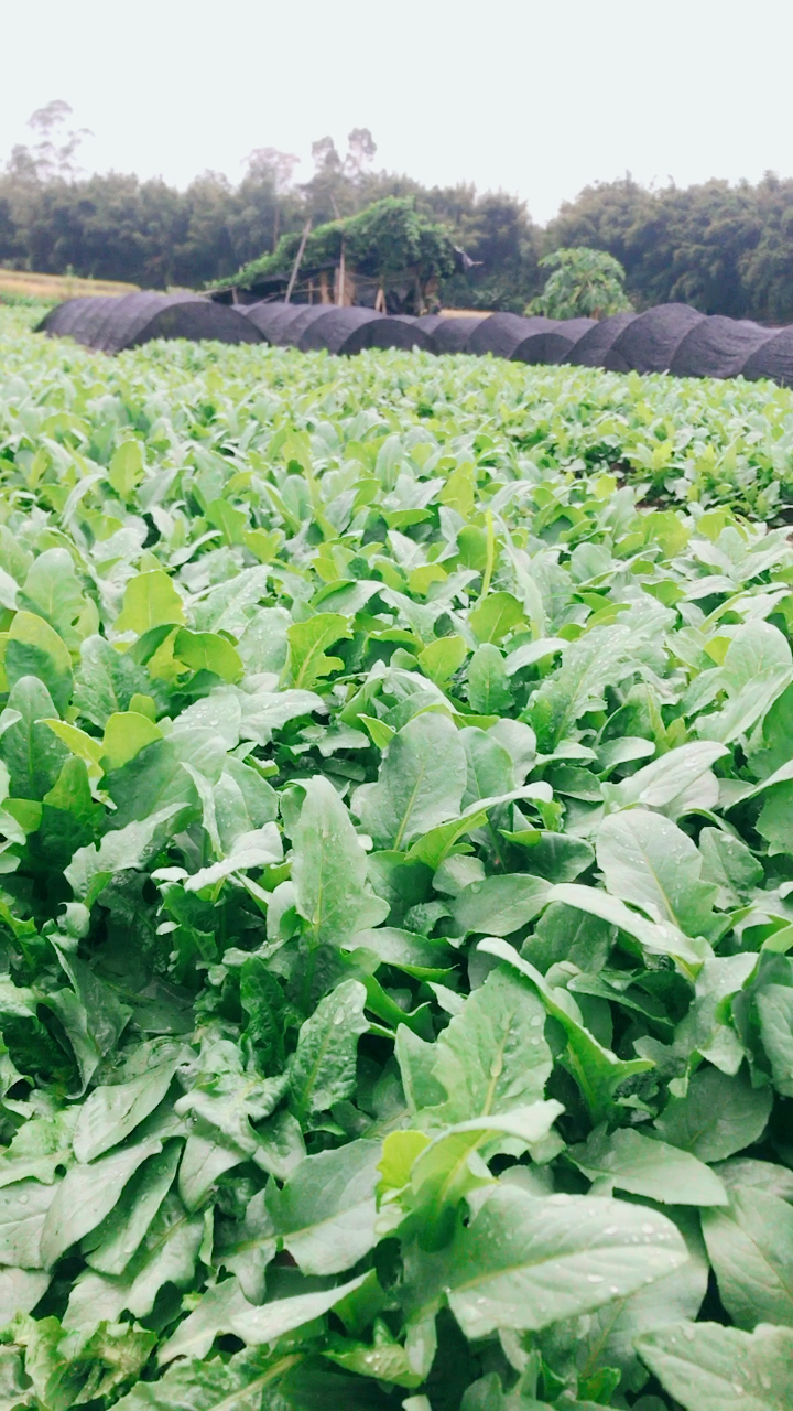 名为:苦墨菜,其实很甜很脆还降火,别的市里很少有90