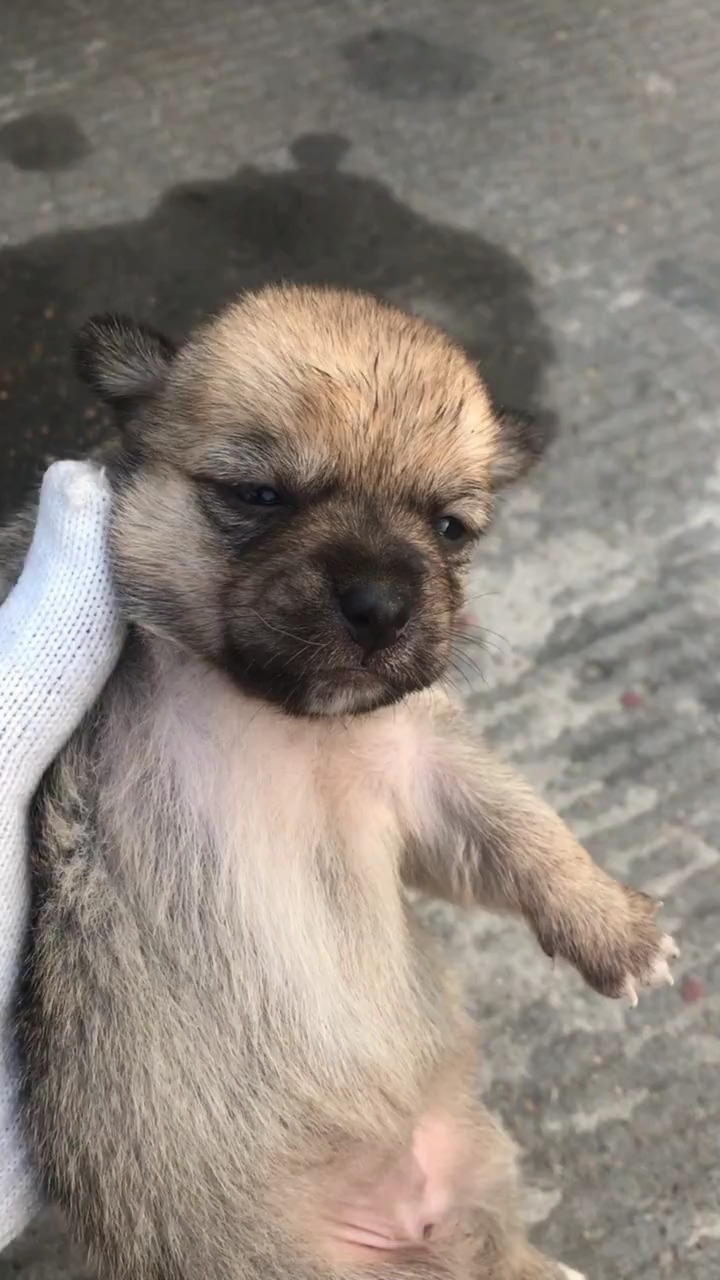 这个小灰狗真是可怜,这么小就得出来流浪了