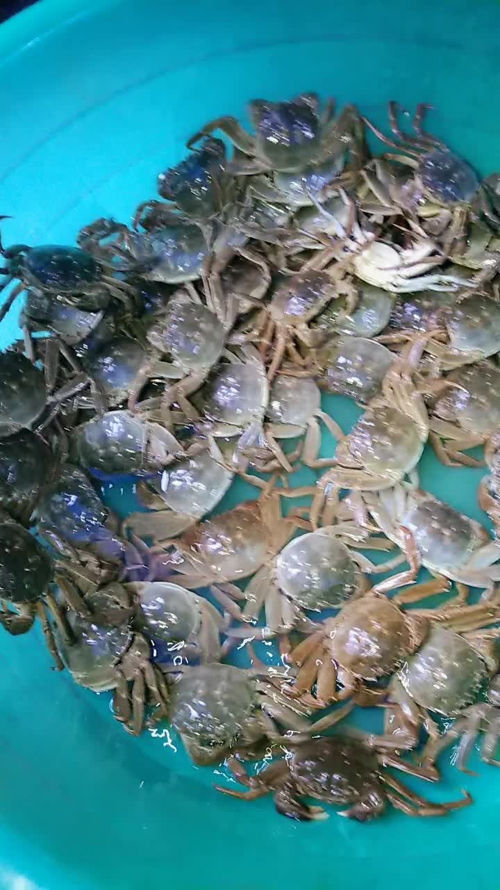 今天毛蟹大到你想象不到,等着你哦