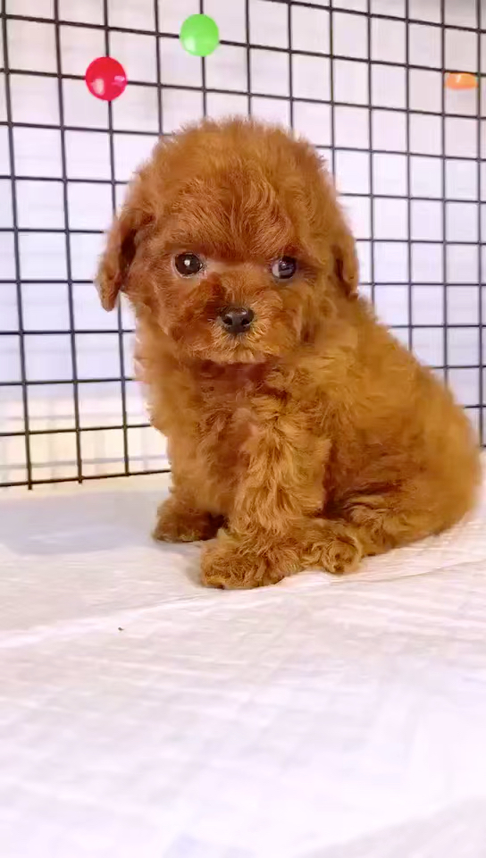 娃娃脸的小泰迪