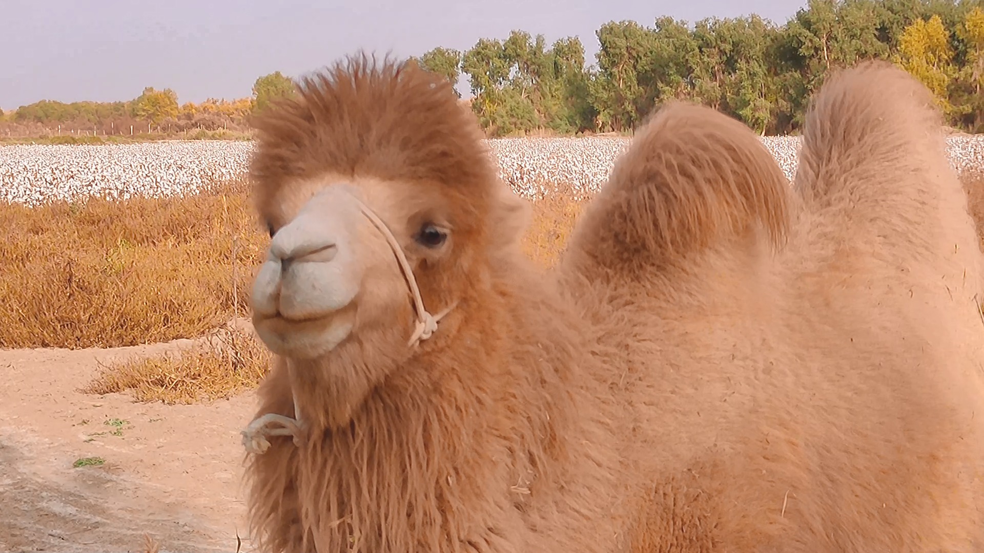 万人说新疆   带你看新疆可爱的的骆驼!