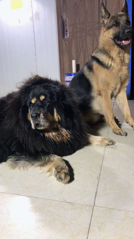 藏獒丫头和德牧辛巴在赏月.