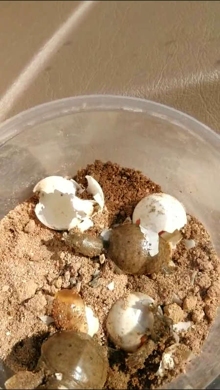 小乌龟98出壳瞬间,千年的王八见过,刚出生的你见过吗