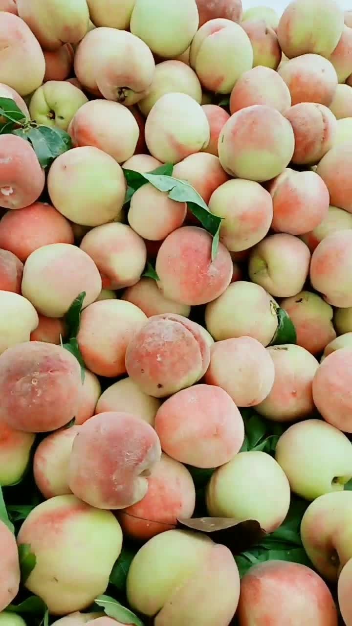 正宗的本地永乐桃子个个甜的像初恋,现在有需要可以联系哦!