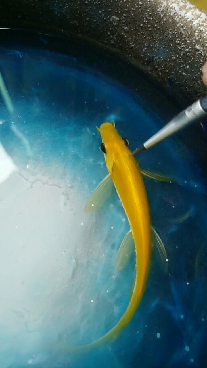 树脂画～星空鱼