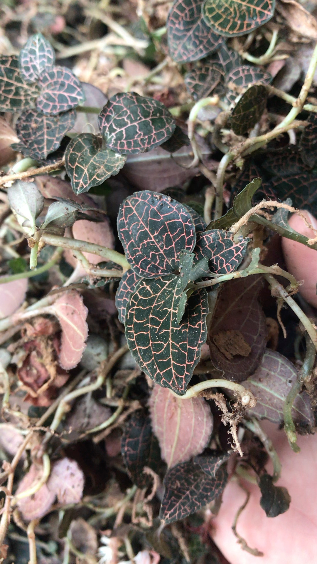 武平本地纯野生金线莲!