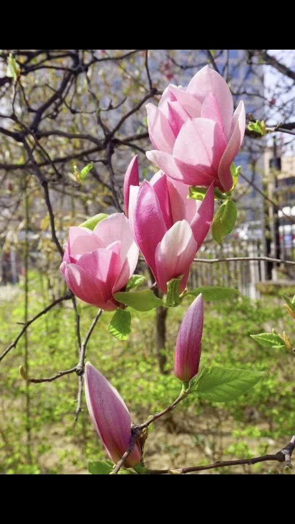 木笔花:即玉兰花,纯真自然的爱 含笑花 开而不放,似笑而不语.寓意含蓄