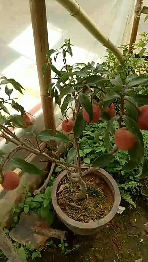 盆栽荔枝,荔枝可以种室内了,关注我教种植