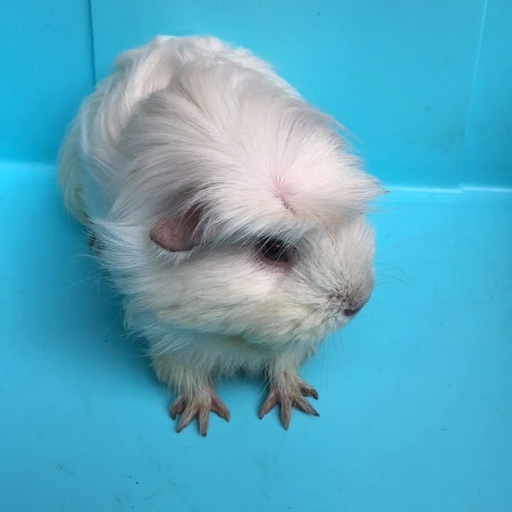 白冠毛母荷兰猪豚鼠,微信weibofire4567