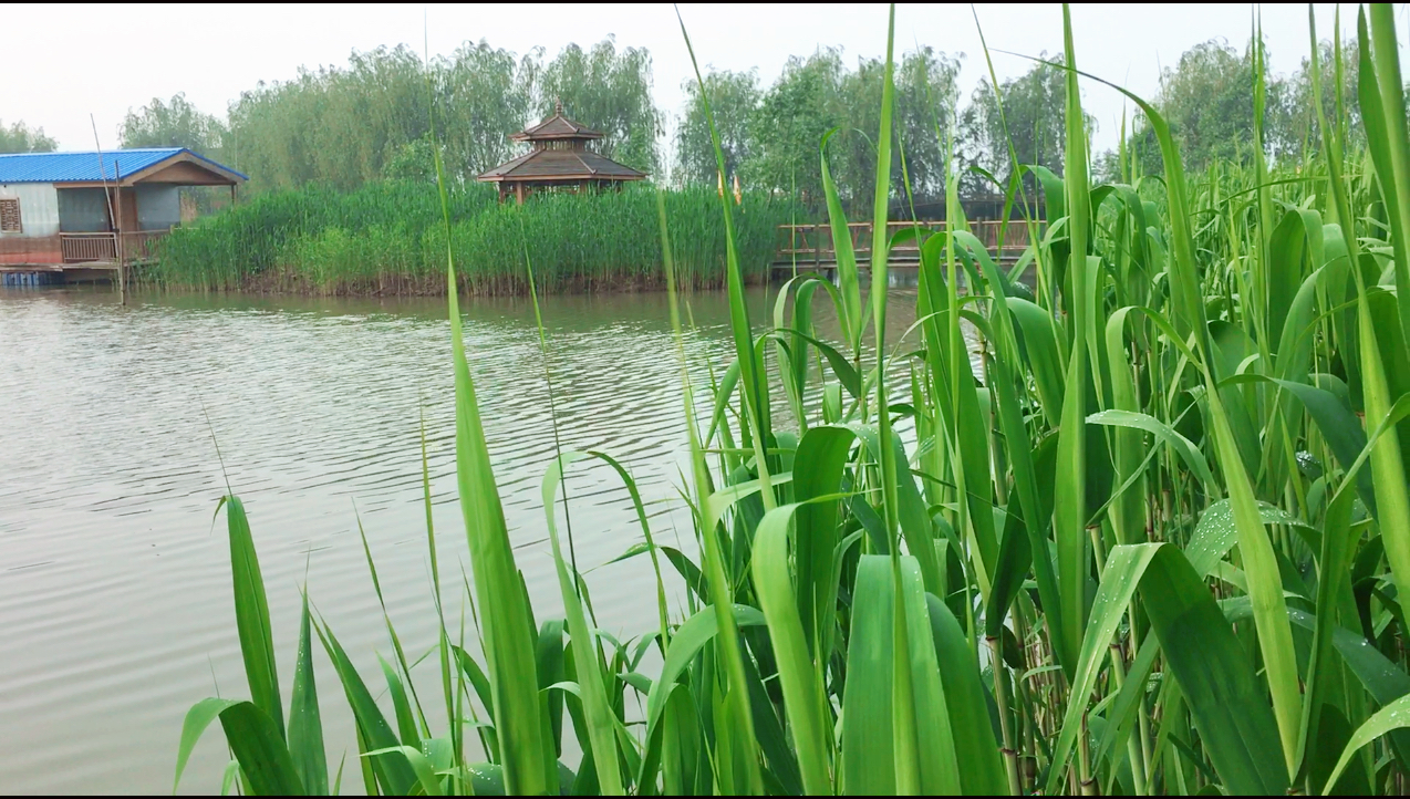 高邮湖 芦苇荡湿地公园