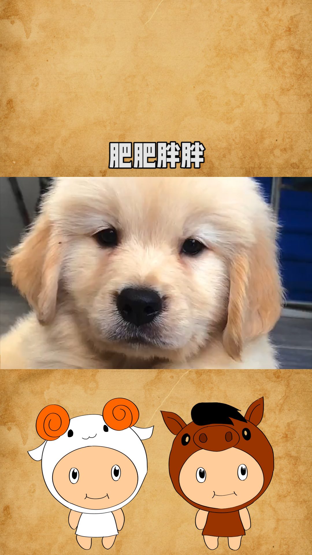 肥肥胖胖～可可爱爱