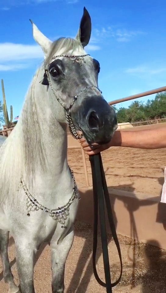 一匹个性很强的烈马
