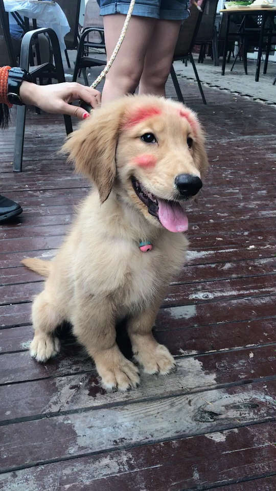 今天出门特意给我家狗狗画了个妆,狗妆,有没有时尚感?