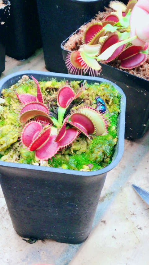 亲亲嘴 93想亲一口吗02 调皮的大嘴花 捕蝇草  脸皮真厚