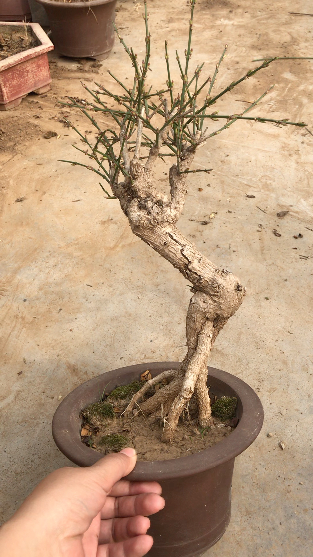 小桩龙爪迎春,喜欢的加加加,13475658298