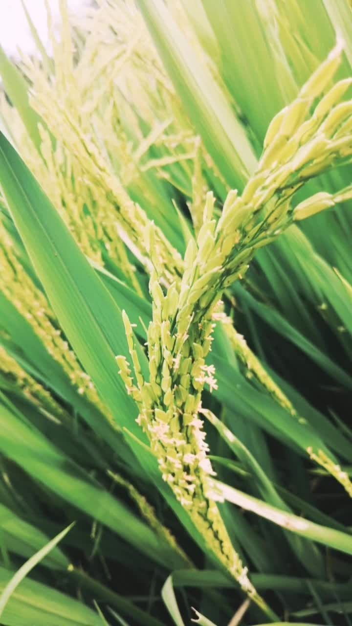 给你们看看水稻开花是什么样的,好看吗