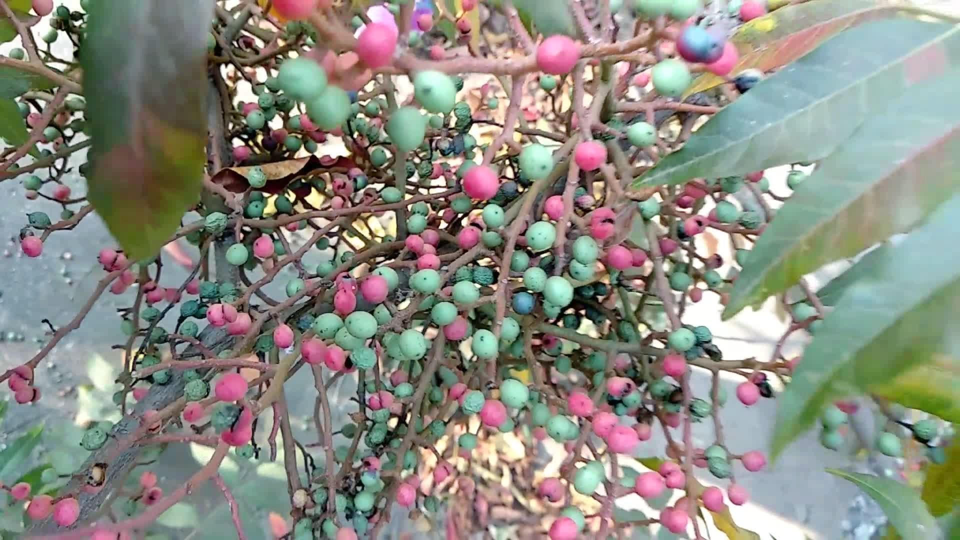 谁吃过?乡村美味,黄连木果!