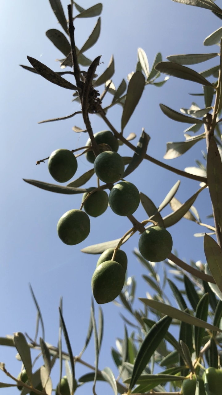 摩洛哥随处可见的橄榄树……橄榄果在餐桌上是一道美食.