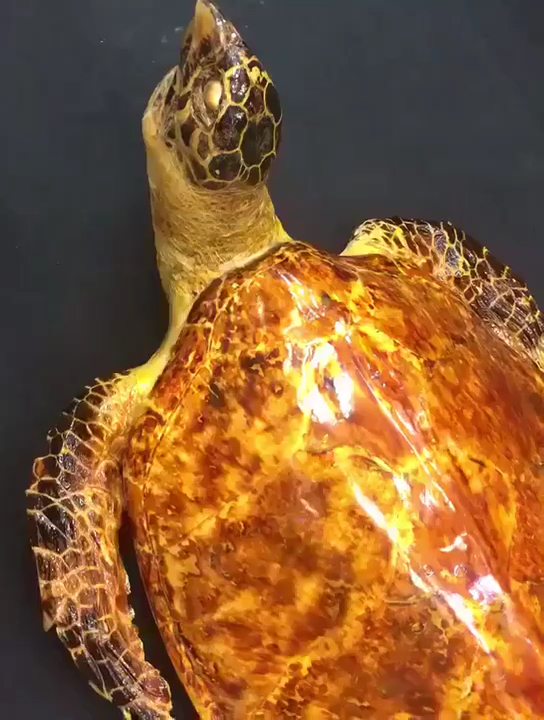 浅海珍宝   极品黄金甲玳瑁[色][色] 规格:长80公分宽53公分 可遇不可