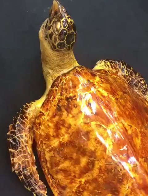 浅海珍宝   极品黄金甲玳瑁[色][色] 规格:长80公分宽53公分 可遇不可