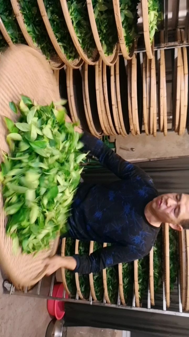 漳平水仙,手工摇青