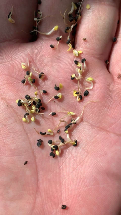 黄芩种子发芽了,中药材种植基地