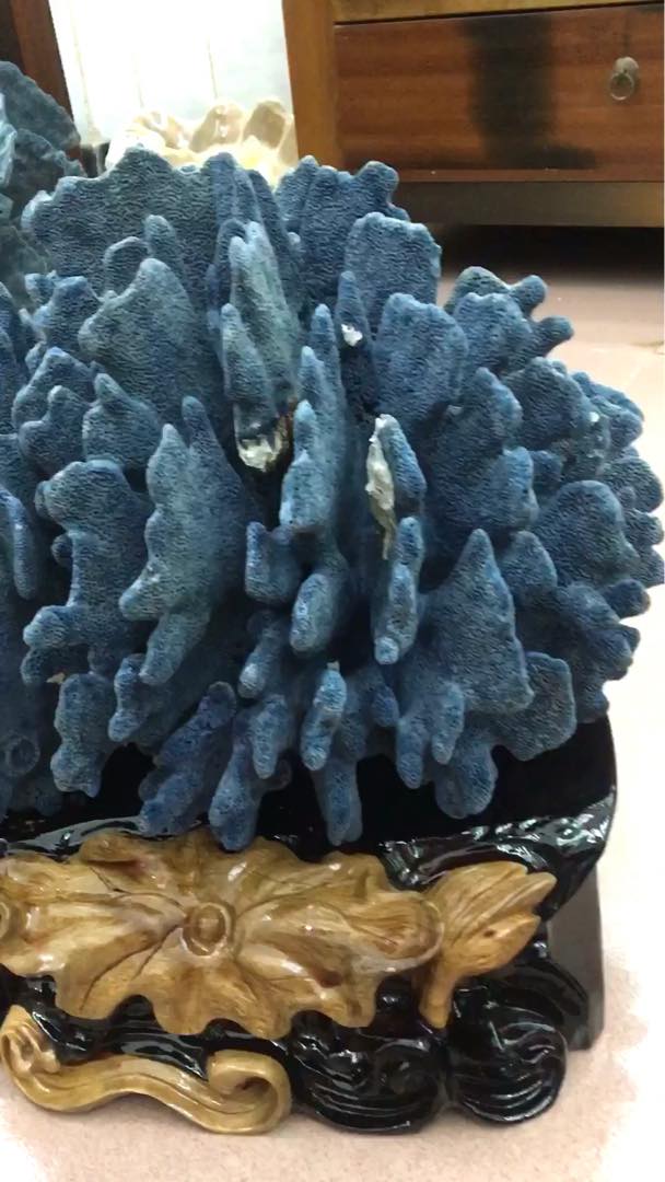 天然蓝珊瑚  海底珊瑚