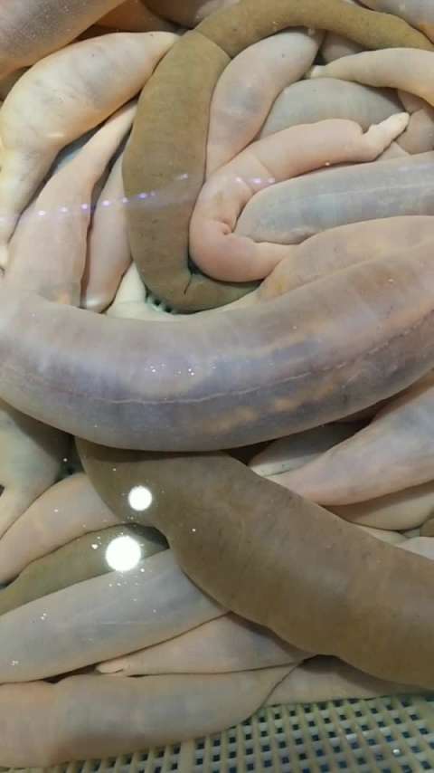 海里的香肠979797海肠