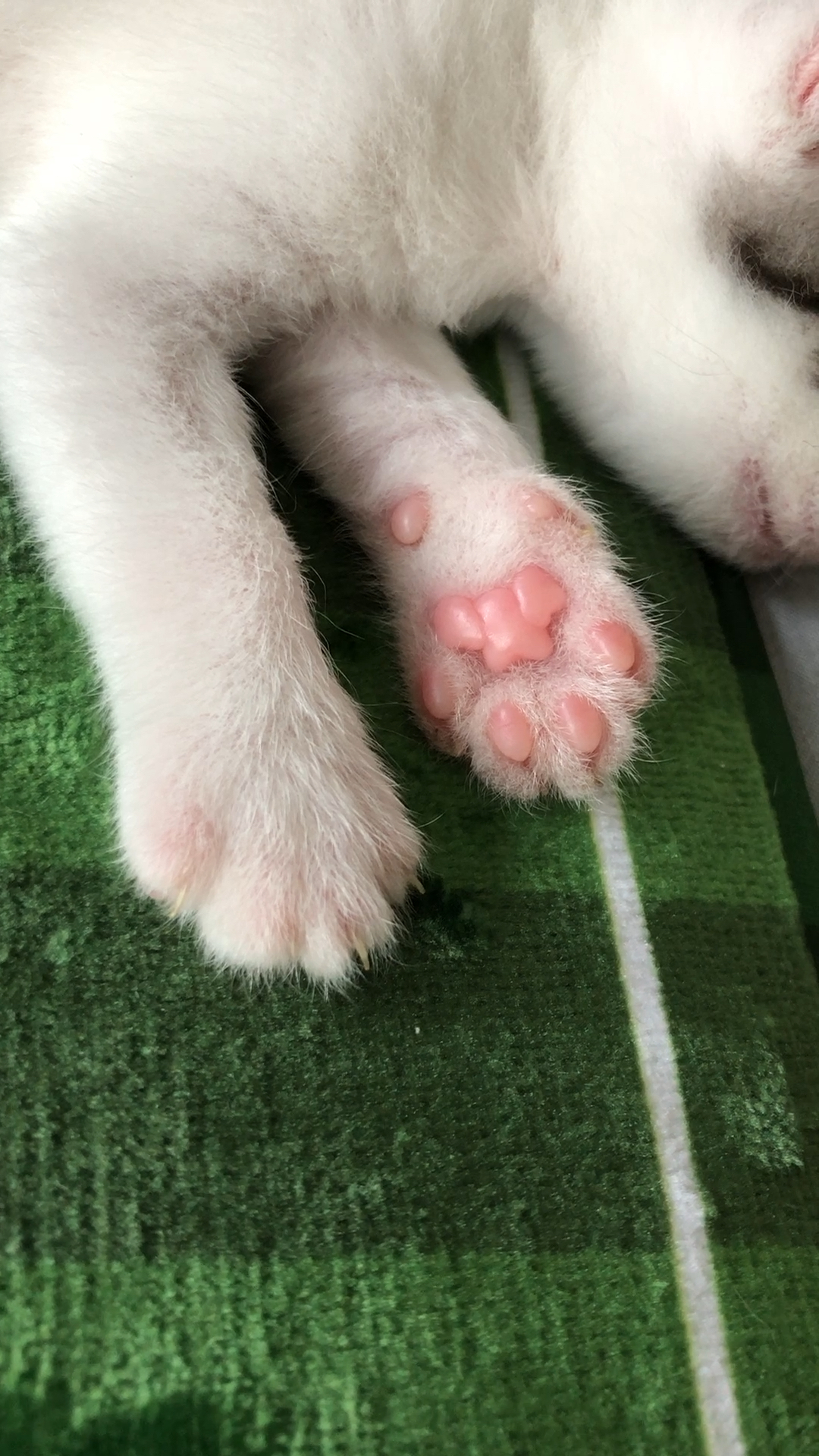 有猫爪控吗?可爱的小肉垫,看不够.