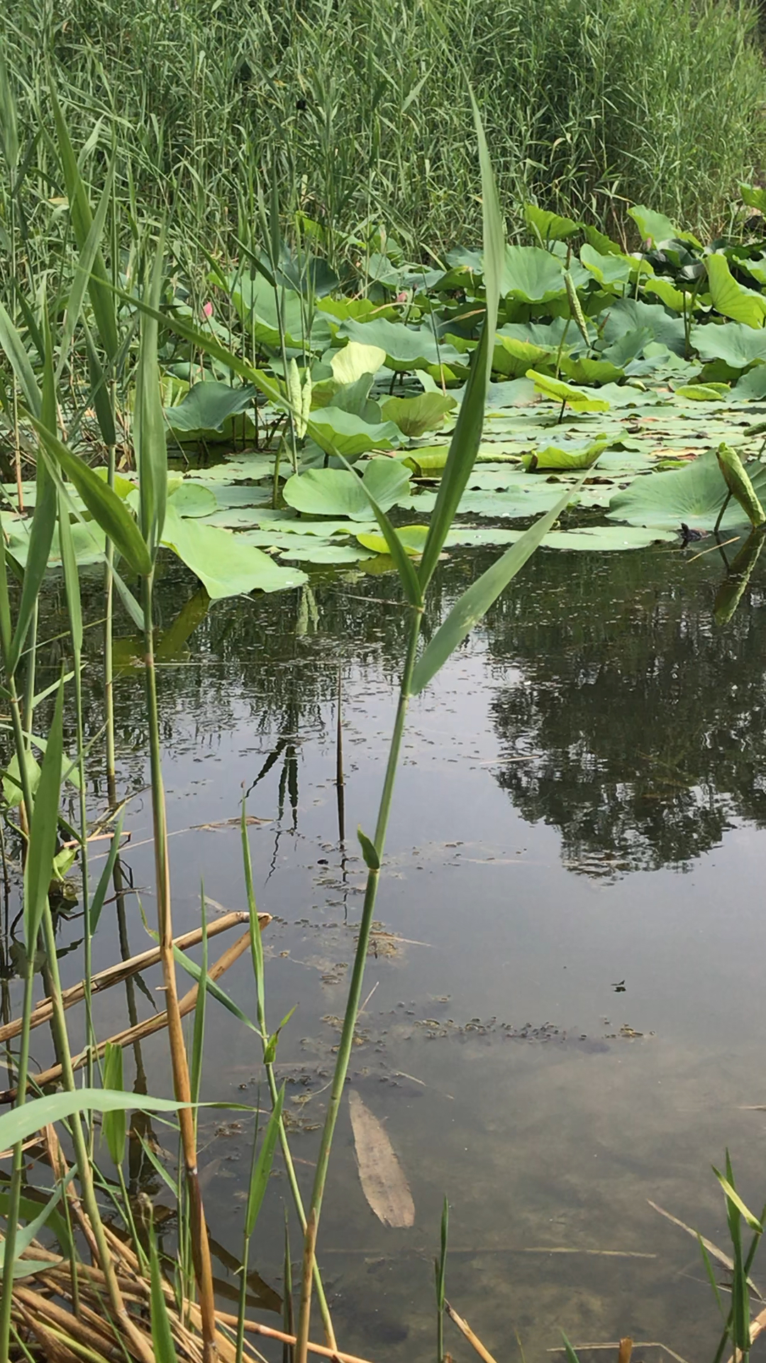 夏日的池塘,芦苇黄,水草绿,各种植物,荷塘,鸟儿的歌唱构成了一幅幅