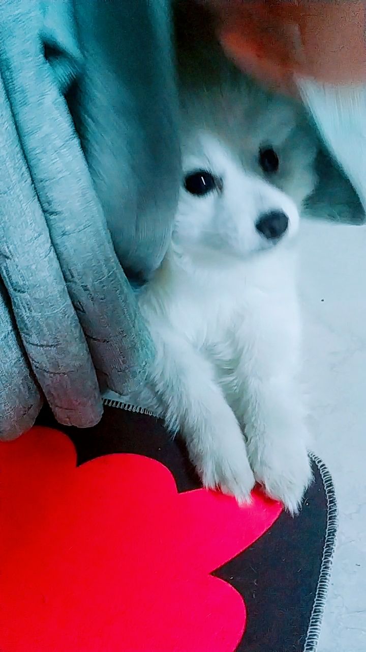 这只躲起来的小可爱,狗中盛颜!