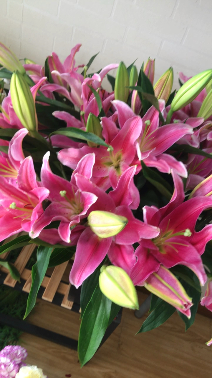 正品西诺红百合