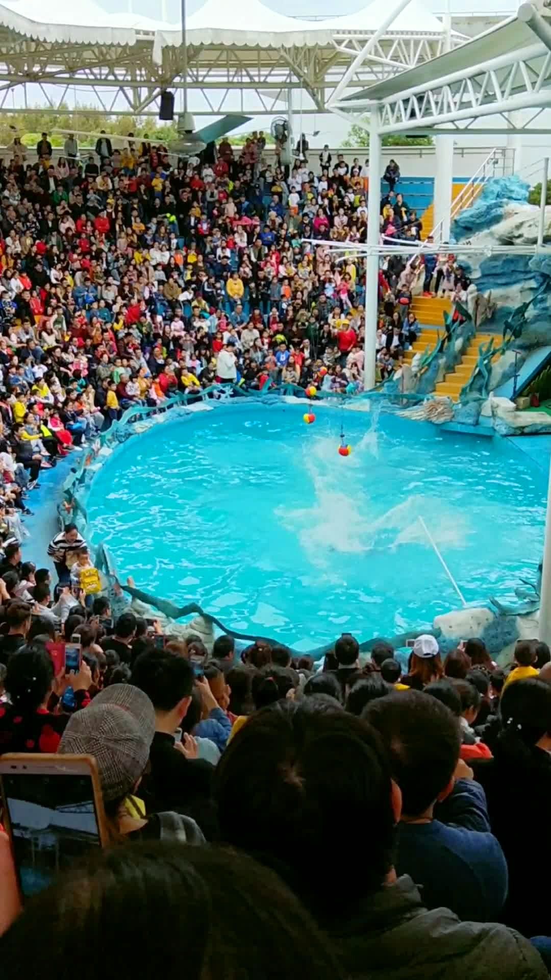 上海野生动物园,海狮表演