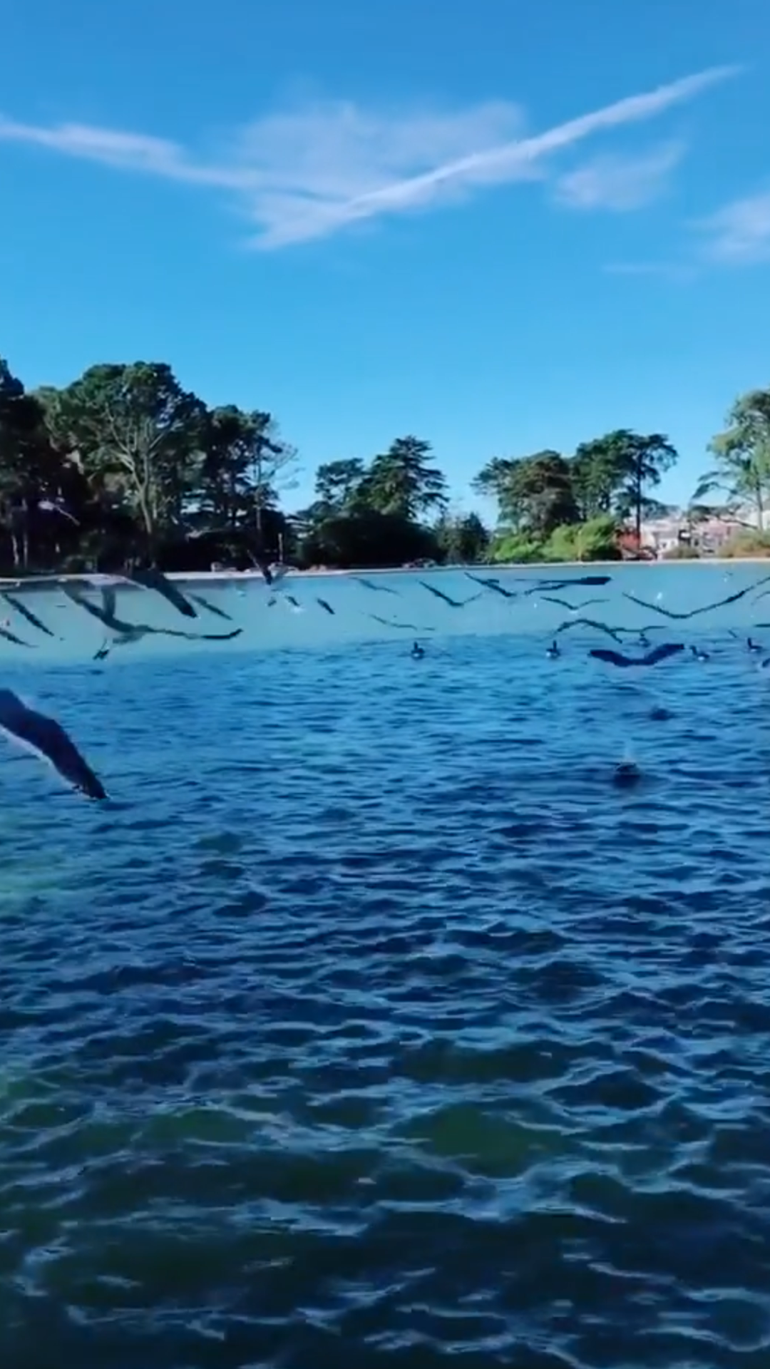 一群鸽子一起飞,太壮观了!