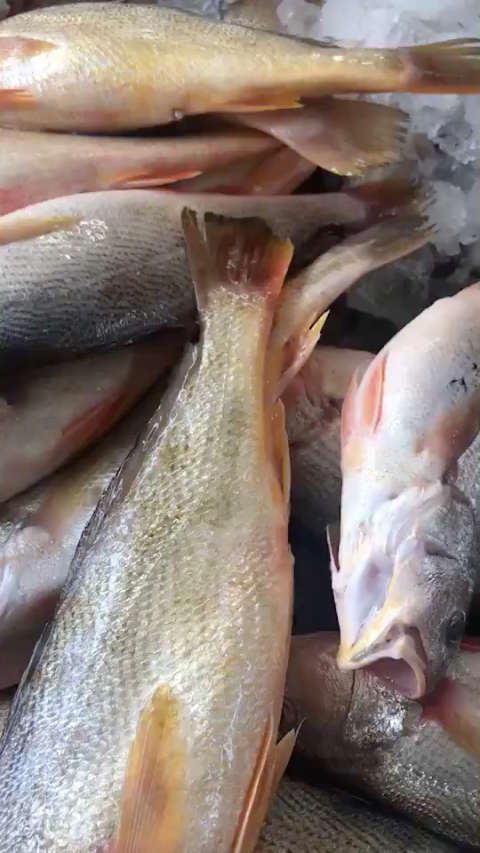 硬货 春子鱼  大规格 值得信赖