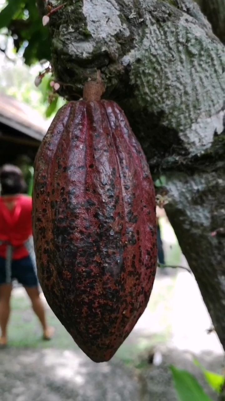 天天吃巧克力,竟然不知道制作巧克力的可可果长的这么大个,是这模样!
