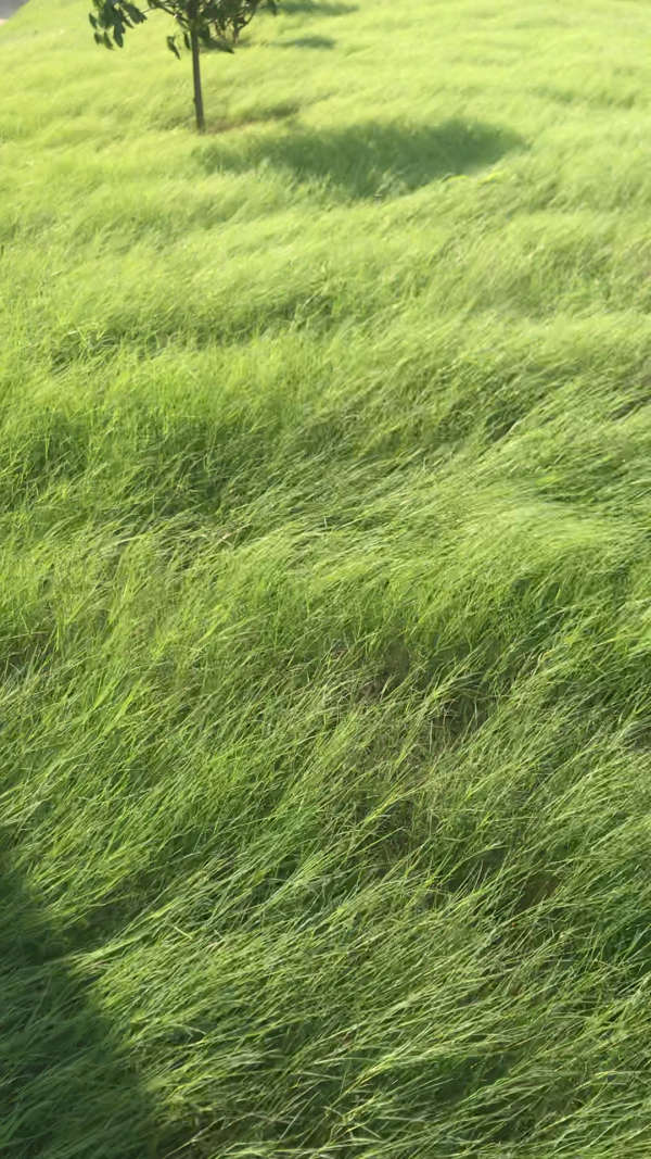 风吹草低见牛羊