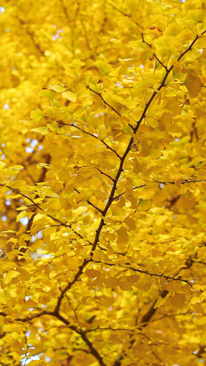 特美金黄色银杏叶