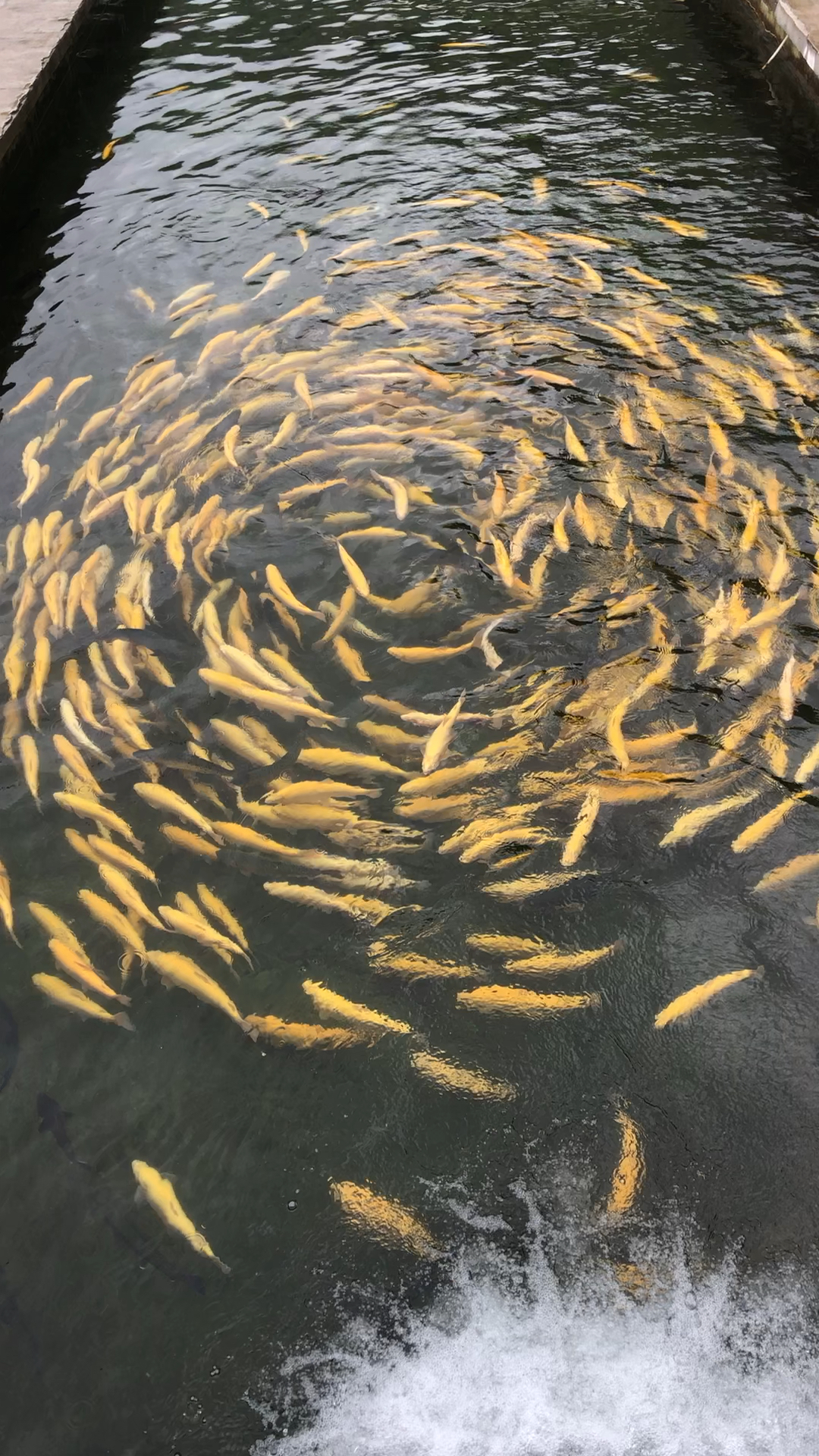 96鱼儿的旋涡 满池的红尊鱼,尊好看