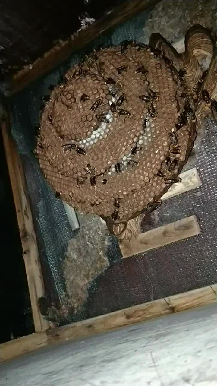 金环虎头蜂窝,人工养殖胡蜂,喜欢胡蜂加微