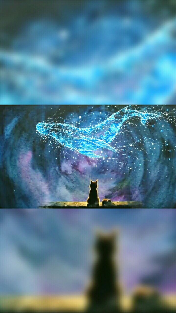 一只仰望星空的猫,太美了